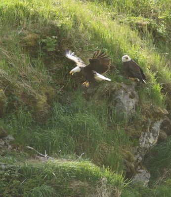 Summer Bay eagles