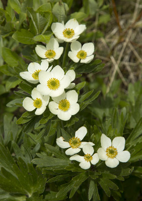 Tundra flowers