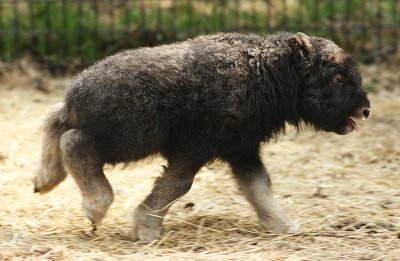 5 day old muskox calf