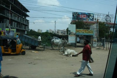 India2009377.jpg