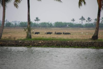 India2009935.jpg