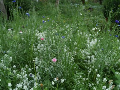 Wildflower meadow
