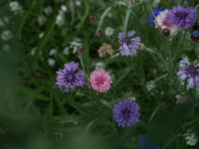 Closeup of wildflowers