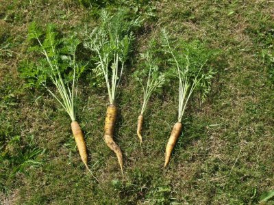Carrots