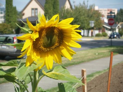 Sunflower