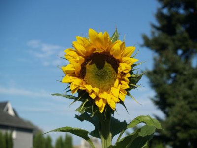 Another sunflower, just starting to open