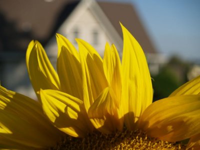Sunflower Petals