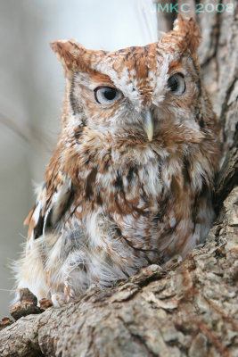 Red Screech Owl