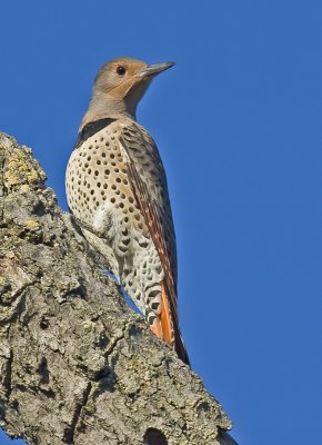 Female Northern Flicker