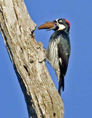 Female Acorn Woodpecker