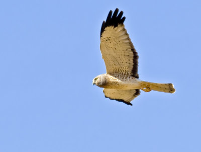 Male Northern Harrier