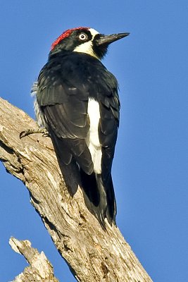 Male Acorn Woodpecker