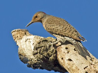 Female Northern Flicker