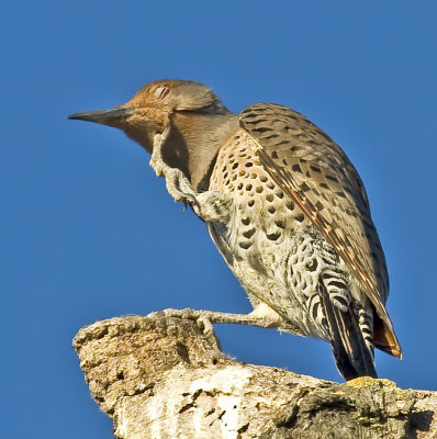 Female Northern Flicker scratches an itch