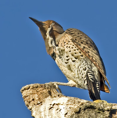 Female Northern Flicker demonstrates the importance of a nictitating membrane