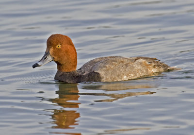 Redhead(Aythya americana)