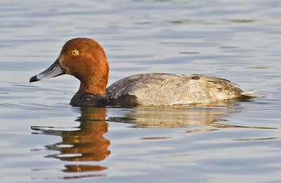 Redhead(Aythya americana)