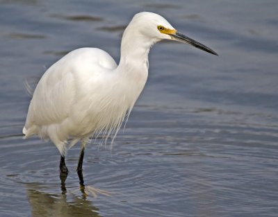 Snowy Egret