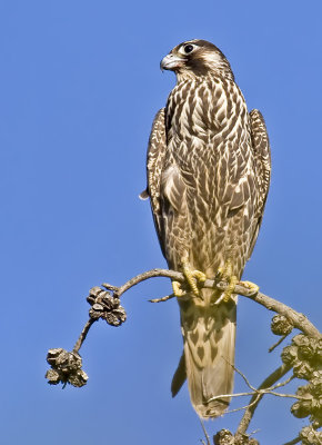 Peregrine Falcon  (Falco peregrinus)