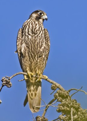 Peregrine Falcon  (Falco peregrinus)