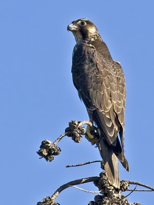 Peregrine Falcon <br> (Falco peregrinus)