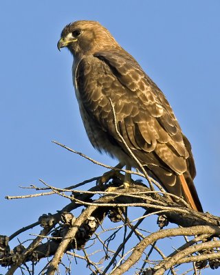 Third hawk, overlooking the two fighting in the field below