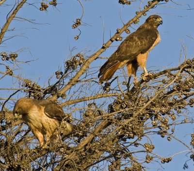 Hawk at lower left is the third one (shown in first image), at upper right was on bottom during fight