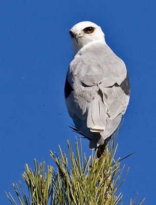 White-tailed Kite after the encounter #12 of 12