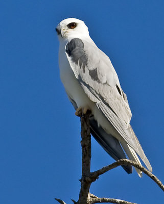 White-tailed Kite after the encounter #11 of 12