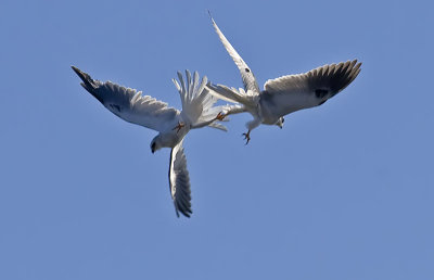 White-tailed Kites breaking free after free falling with their talons locked #9 of 12