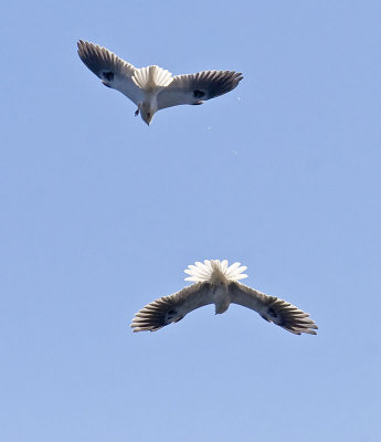 White-tailed Kites after separating #10 of 12