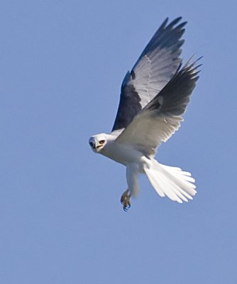The second White-tailed Kite leg dangling during flutter flight #2 of 12