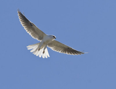 White-tailed Kite