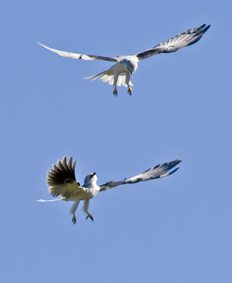 White-tailed Kites closing on one another