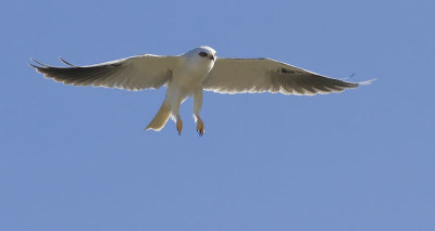 White-tailed Kite displaying with legs hanging down