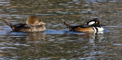 Hooded Mergansers <br> (Female and Male)