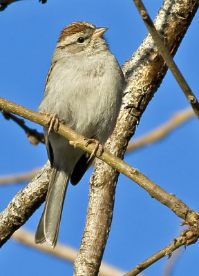Chipping Sparrow(Spizella passerina)