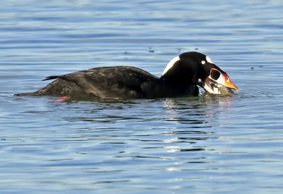 Male Surf Scoter with clam