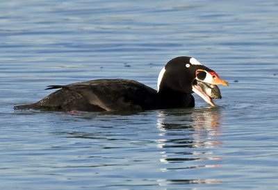 Male Surf Scoter preparing to swallow clam