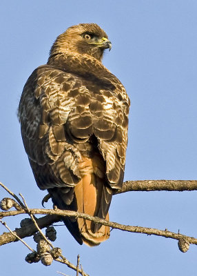 Red-tailed Hawk(Note the worn feathers)