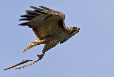 Red-tailed Hawk carrying nesting material to it's nest