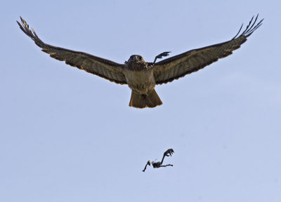 Red-tailed Hawk carrying coot leftovers to nest (dropping a leg in the process)