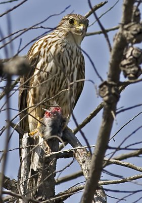 Merlin Falcon eating unidentified prey