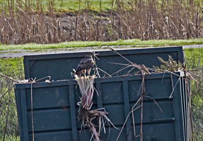 Red-tailed Hawk dumpster diving for nesting material