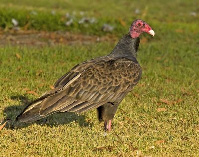 Turkey Vulture down on the lawn after a goose carcass