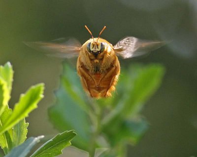 Hovering Male Valley Carpenter Bee