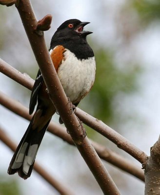 Spotted Towhee<br> (Pipilo maculatus)