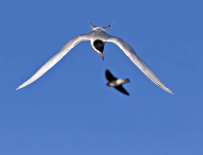 Forster's Tern (and a Cliff Swallow)