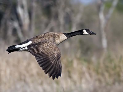 Low Flying Canada Goose
