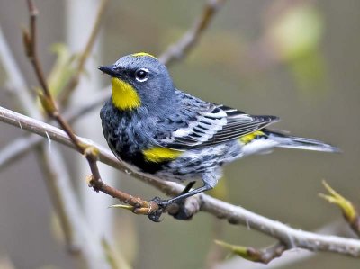 Yellow-rumped Warbler  (Dendroica coronta)